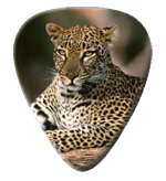 12 Leopard Guitar Picks