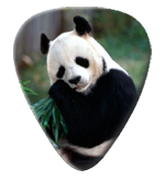 12 Panda Guitar Picks